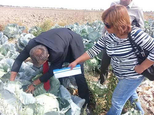 Tarım Müdürlüğü, Lahana Üreticilerini Bilgilendirdi