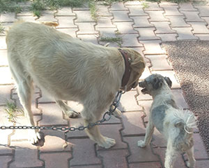 İki Köpeğin Dostluğu Görenleri Şaşkına Çeviriyor 