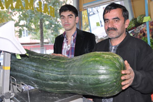 42 Kiloluk Kabak Görenleri Şaşırttı