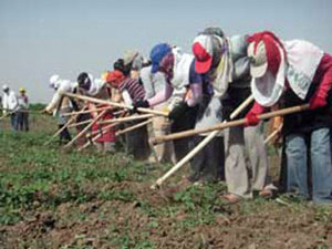 Mevsimlik Tarım İşçilerinin Yaşam Mücadelesi