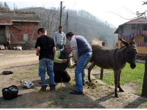 Nalbantlık Mesleği Kaldı Mı?