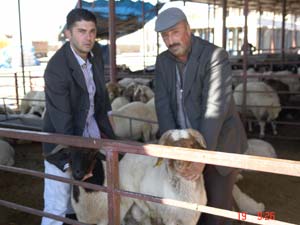 Kurbanlık Fiyatları Açıklandı!