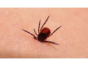 Kenelerden Gelen Yeni Tehlike: Lyme