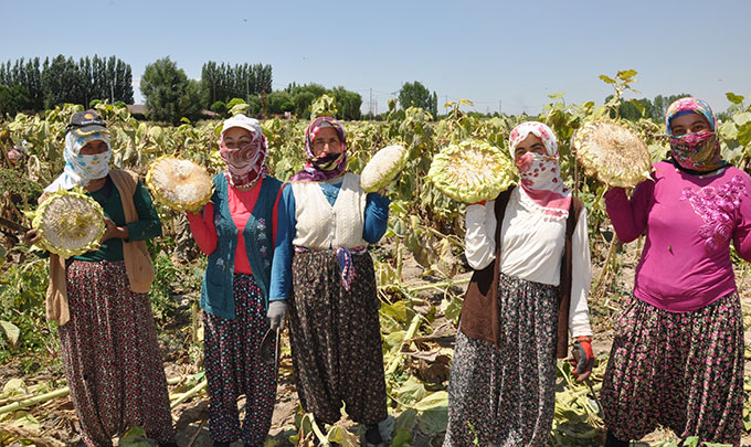 Ayçekirdeği Hasadı Umutlu Başladı