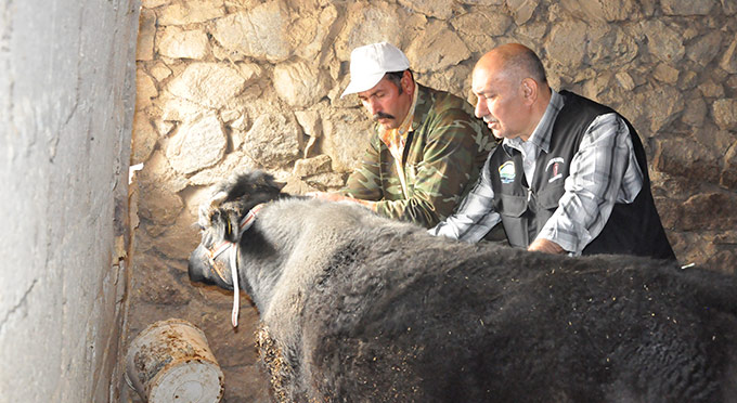 Kahramanmaraş’ta Hayvan Hastalıklarına Önlem Alınıyor