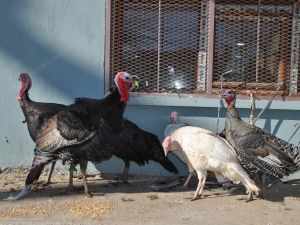 1200 Hindi Palazının Ölüm Nedeni Araştırılıyor