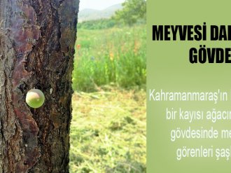 Meyvesi Dalında Değil Gövdesinde