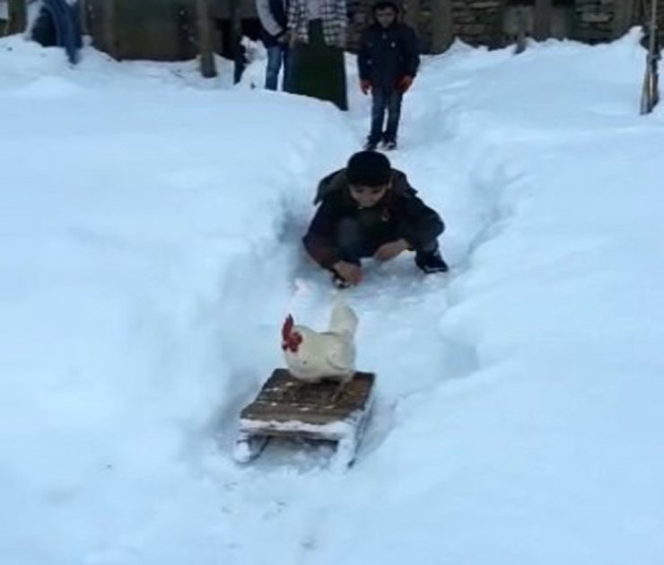 Gel de gülme! Horozun kızak keyfi