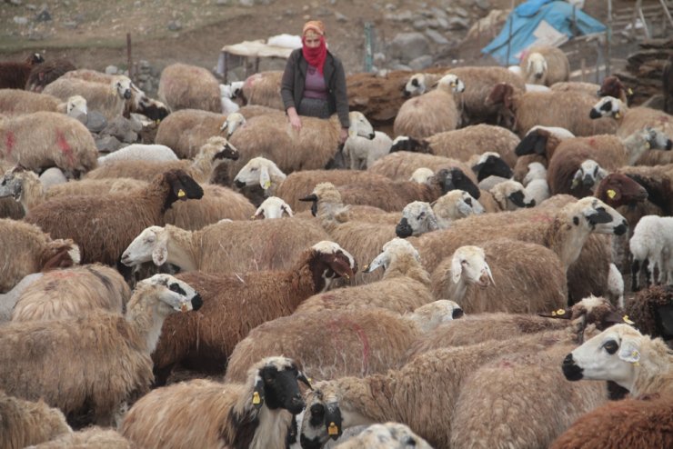 200 kuzunun koyunlarla buluşması renkli görüntüler ortaya çıkardı