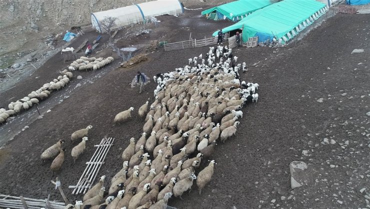 200 kuzunun koyunlarla buluşması renkli görüntüler ortaya çıkardı