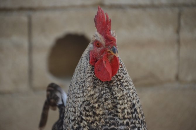 Kaportacı esnafın organik üretimini görenleri şaşırttı