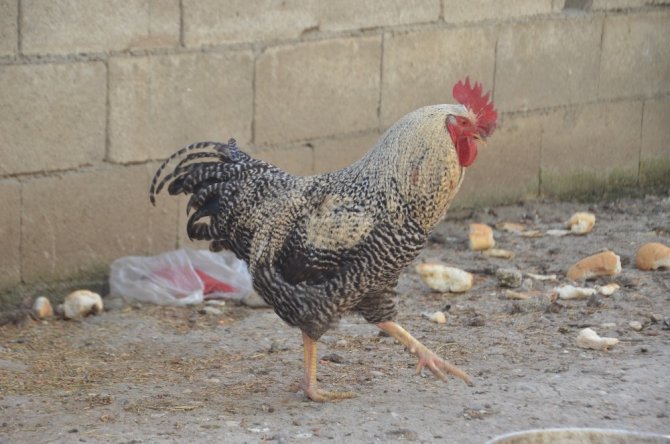 Kaportacı esnafın organik üretimini görenleri şaşırttı