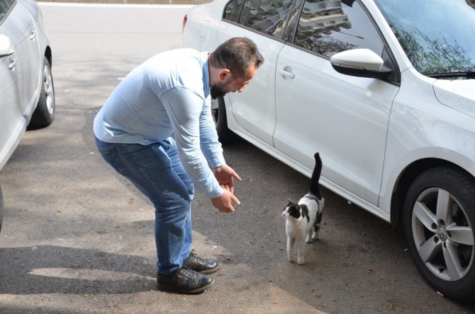 Patisiyle kapıyı açan kedi fenomen oldu