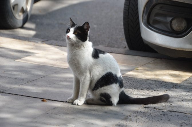 Patisiyle kapıyı açan kedi fenomen oldu