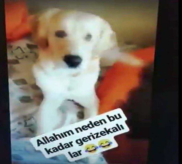 Köpeğin gözüne deodorant sıkan vicdansız !