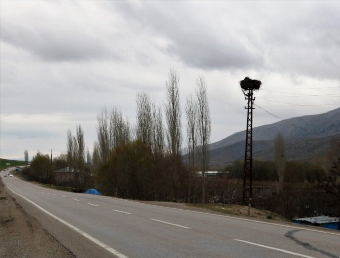 Kahramanmaraş'ta leylekler elektrik direğini mesken tuttu