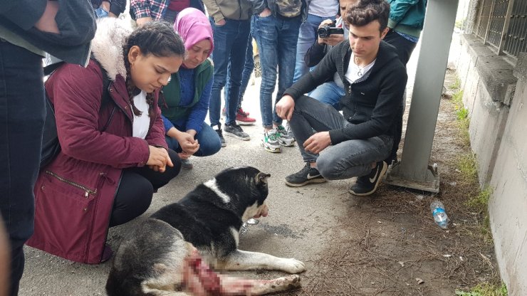 Otomobili ile çarptığı köpeğin başında dakikalarca bekledi