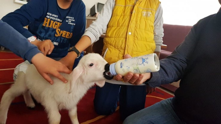 Kuzuyla alışverişe gidiyor, çocuk bezi bağlıyor