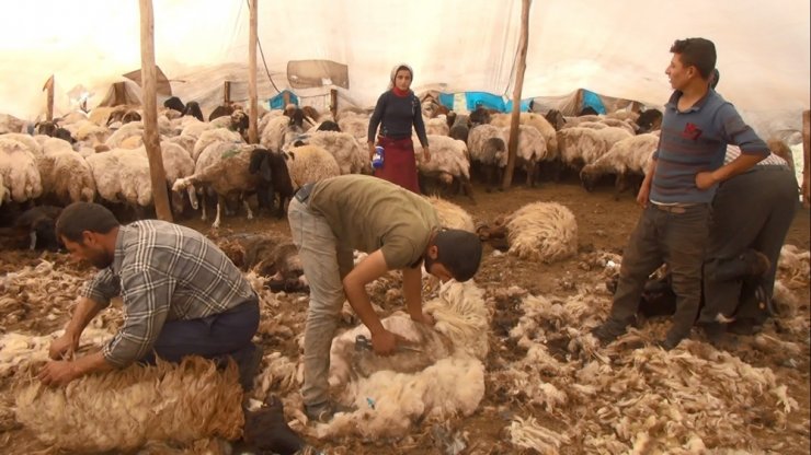 Göçerlerin zorlu yayla yaşamı