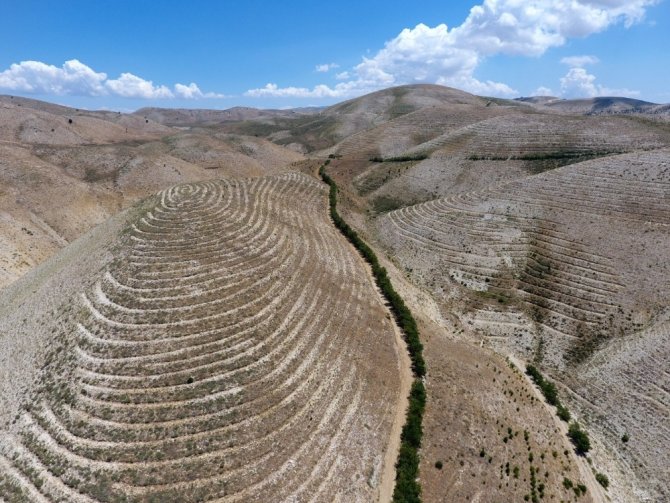 Kahramanmaraş'ta 5 milyon 96 bin 286 adet fidan toprakla buluştu