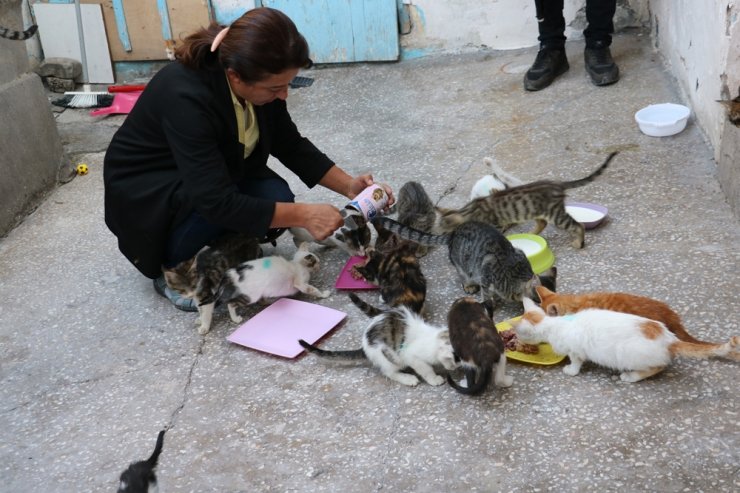 Kiraladığı evde 90 kediye bakıyor