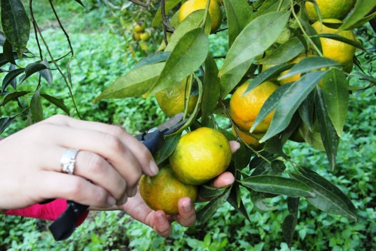 Bodrum’da mandalina hasadı başladı