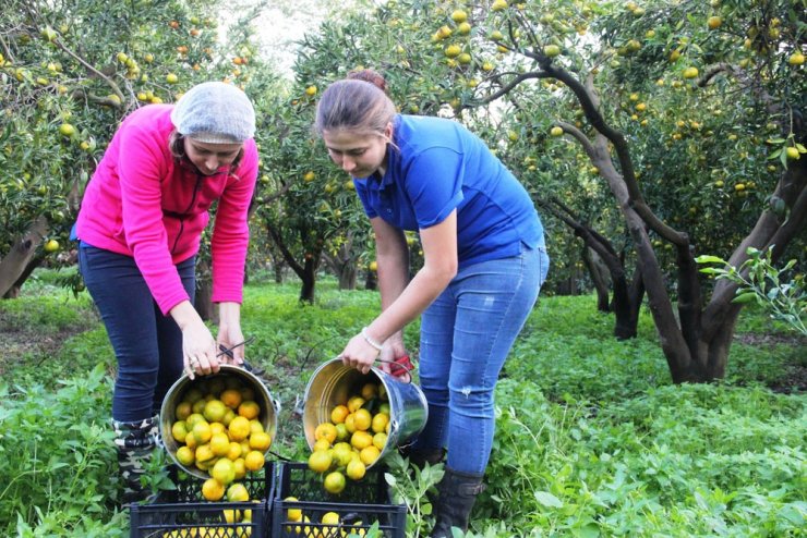 Bodrum’da mandalina hasadı başladı