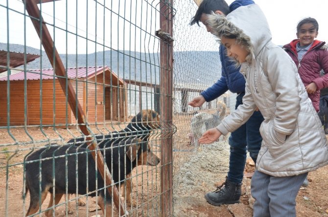 Harçlıklarıyla sokak hayvanlarına 2,5 ton sakatat aldılar