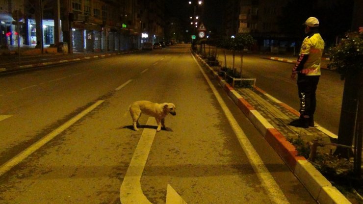 Polis memuruyla köpeğin gülümseten görüntüleri