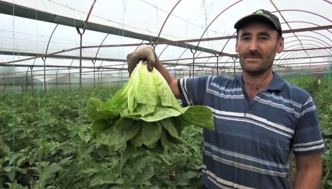 Kahramanmaraş'ta Marul ve salatalık çiftçinin yüzünü güldürdü