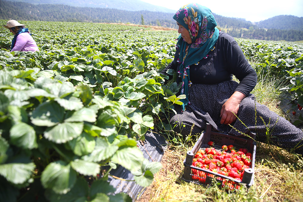 kahramanmarasta-devlet-destegiyle-kurulan-cilek-bahceleri-bolgeyi-ihya-etti-5.jpg